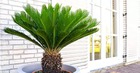 5 cây trấn trạch, dòng họ trăm năm hưng thịnh, nhà giàu nào cũng trồng