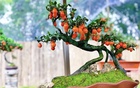 5 loại cây bonsai sinh lời cao: Vừa làm cảnh vừa ăn được, càng trồng càng thu hút tài lộc