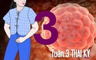 Tuần thai thứ 3: Mẹ bắt đầu có một “em bé” ở trong bụng dù mọi thứ chưa rõ ràng