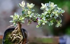 6 cây bonsai phong thủy nên trồng trong phòng khách – tụ vượng khí, giữ tài lộc, nhà càng ở càng thịnh