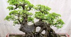 Ông bà trồng cây con cháu hưởng lợi: 1 cây bình dân nhưng “đắt giá” hơn lan hồ điệp, sống hàng chục năm, càng già càng sinh lộc