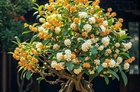 5 loại cây cảnh vừa dễ chăm vừa tượng trưng cho sự sung túc, giới nhà giàu mê mẩn