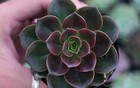 Người mệnh Thổ hợp trồng cây cảnh gì?