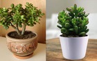 Mệnh Mộc nên trồng cây gì? 5 loại cây phong thủy giúp gia đình hòa thuận, sung túc