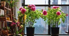 7 loài hoa sống khỏe, nở đúng hẹn đẹp không tì vết, người lười mấy cũng trồng được