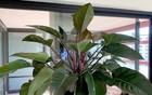 Vì sao người thành đạt thích trồng cây trầu bà đế vương?