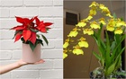7 loại hoa phong thủy nên trồng trước cửa nhà – càng nở rộ càng hút tài lộc