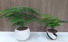 Đặt 1 trong 4 loại cây này ở nhà: Tài lộc, may mắn kéo đến ầm ầm