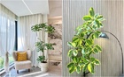 Đặt 1 trong 6 cây phong thủy này trong phòng khách: 9/10 gia đình đều giàu có