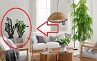 Ngoài 40 tuổi, người tuổi Sửu càng nên trồng cây này trong nhà - tốt cho sức khỏe, hút tài lộc
