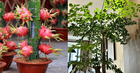 5 cây ông bà dặn trồng phòng khách: Hút lộc như vòi rồng, vinh hoa phú quý 3 đời con cháu
