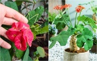 4 loại hoa tuyệt đối không nên trồng trong nhà, vừa độc hại vừa mang phong thủy chia ly, gia chủ dễ gặp xui rủi