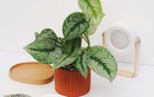 Phụ nữ tuổi 40 trở lên: Trồng 3 loại cây này, không khí trong lành, tiền bạc thêm vượng