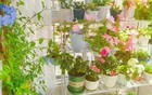 3 loại hoa tuyệt đối không nên trồng trong nhà: Hoa có thể nở rộ nhưng gia chủ thì khó hanh thông