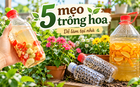 5 mẹo trồng cây được chia sẻ rầm rộ trên mạng: Có cách gần như không tốn tiền nhưng cây vẫn xanh tốt