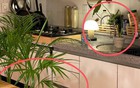 Nhiều người đặt cây này cạnh bếp cho đẹp mà không biết đang vô tình làm thất thoát tiền bạc mỗi tháng