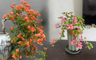 Giải mã cơn sốt chưng hoa giấy bonsai mini: Cây đong đầy năng lượng dương giúp xua tà khí, nhà chật mấy cũng rước được vượng khí vào nhà