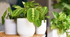 9 loại cây trồng trong nhà được ưa chuộng nhất năm 2026