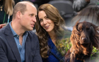 Chó cưng nhà William - Kate tròn 1 tuổi: Cái tên ý nghĩa bất ngờ khiến fan hoàng gia quan tâm
