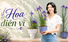 Một phụ nữ biến hoa diên vĩ thành “tác phẩm nghệ thuật”: Nhìn thôi mà ai cũng muốn trồng thử một cây trong nhà