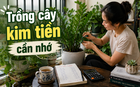 Cây kim tiền được xem là “hút tài lộc”, nhưng có 3 kiểu gia đình nên cân nhắc kỹ trước khi mua về nhà