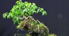 3 cây bonsai "giữ tiền như két sắt": Giá cả phải chăng lại trấn trạch, hút tài cho gia chủ