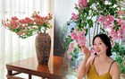 Lời khuyên cho người muốn trồng hoa giấy bonsai trong nhà