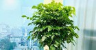 6 loại cây mang lại vận may, nên trồng ở ban công