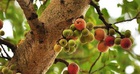 "Cây lành đón lộc": 6 loại cây nên có trong nhà