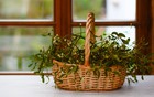 6 loại cây "hút cạn" may mắn, chớ nên đặt trong nhà