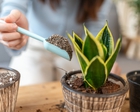 5 điều nhất định phải biết trước khi trồng cây lưỡi hổ trong nhà: Điều cuối cùng đặc biệt quan trọng