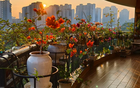 Người đàn ông khoe ban công hoa giấy đẹp "nghẹt thở", dân mạng chỉ để lại một bình luận: "Ước gì được làm hàng xóm!"