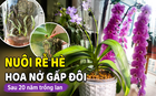 Sau 20 năm trồng lan hồ điệp, tôi nhận ra: Chỉ cần làm tốt 1 việc trong tháng 7 và 8, cây có thể cho số hoa gấp đôi vào mùa thu