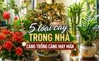 Vì sao người xưa luôn khuyên trồng 5 loại cây này trong nhà? Câu trả lời không chỉ nằm ở phong thủy