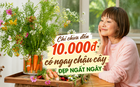 Chi chưa đến 10.000 đồng, người phụ nữ tạo được chậu cây khiến cư dân mạng đồng loạt hỏi cách làm