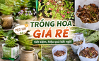 Tôi học được 4 mẹo trồng hoa "0 đồng" từ cư dân mạng: Không cần mua nhiều vẫn có ban công xanh mướt, hoa nở rực rỡ