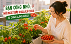 Từng trồng "cây nào chết cây đó", người phụ nữ bất ngờ thu hoạch cà chua mỗi ngày nhờ thay đổi đúng một điều