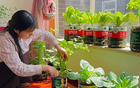 Cô gái biến ban công 6m² thành vườn rau hơn 20 loại: Mỗi ngày chăm 10 phút, rau xanh ăn không hết