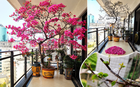 Người phụ nữ trồng hoa giấy suốt 10 năm trong một chiếc chậu nhỏ, cây lớn kín ban công, lúc nở hay tàn đều đẹp như tranh