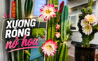 Cây xương rồng được cụ ông 86 tuổi chăm suốt 30 năm bất ngờ nở hoa trước ngày phải chuyển đi, câu chuyện khiến nhiều người xúc động