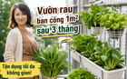 Chỉ với ban công 1m², người phụ nữ tạo nên vườn rau xanh mướt sau 3 tháng: Bí quyết tận dụng không gian khiến nhiều người muốn làm theo