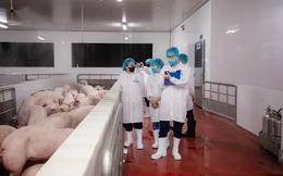 Kiểm tra hoạt động giết mổ lợn của Công ty C.P Việt Nam tại Hà Nội