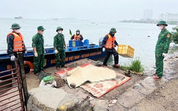 Phát hiện thi thể nam giới cách nơi lật tàu du lịch Vịnh Xanh 500m