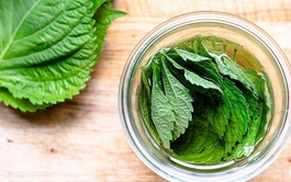 Việt Nam có 1 loại lá ăn thì cay nhưng lại giàu omega-3, giúp ổn định mỡ máu, chống tia UV như kem chống nắng tự nhiên 