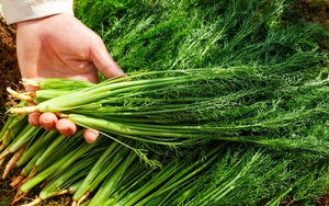 Sau 50 tuổi bỗng đau khắp người: Đừng vội đổ cho 