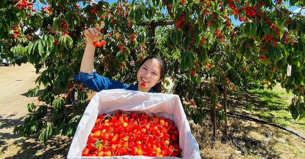 Cặp vợ Việt chồng Mỹ kể lại hành trình tự lái xe đi du lịch khám phá khắp núi rừng nước Mỹ, vào vườn trái cây đẹp như trên phim trong chuỗi ngày tránh dịch Covid-19