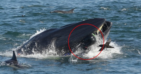 Khoảnh khắc ấn tượng khi cá voi ngoạm người đàn ông trong miệng chỉ thấy được đầu và một phần cơ thể, kết cục của câu chuyện khó ngờ hơn