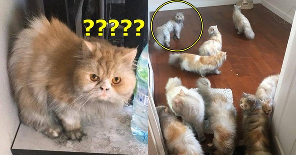 Vì giỡn nhay các