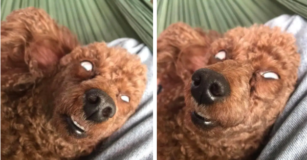 Có bao nhiêu loại chó có thể ngủ mở mắt?
