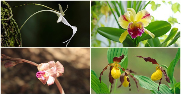 Các loài hoa lan đẹp nhất thế giới là gì?